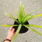 Juka previsnutá (Yucca recurvifolia) ´BANANA SPLIT´ - výška 10-20 cm, kont. C2L (-20 °C)